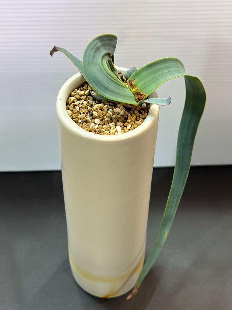 底穴付陶器鉢実生株　葉の形が奇想天外　welwitschia mirabilis