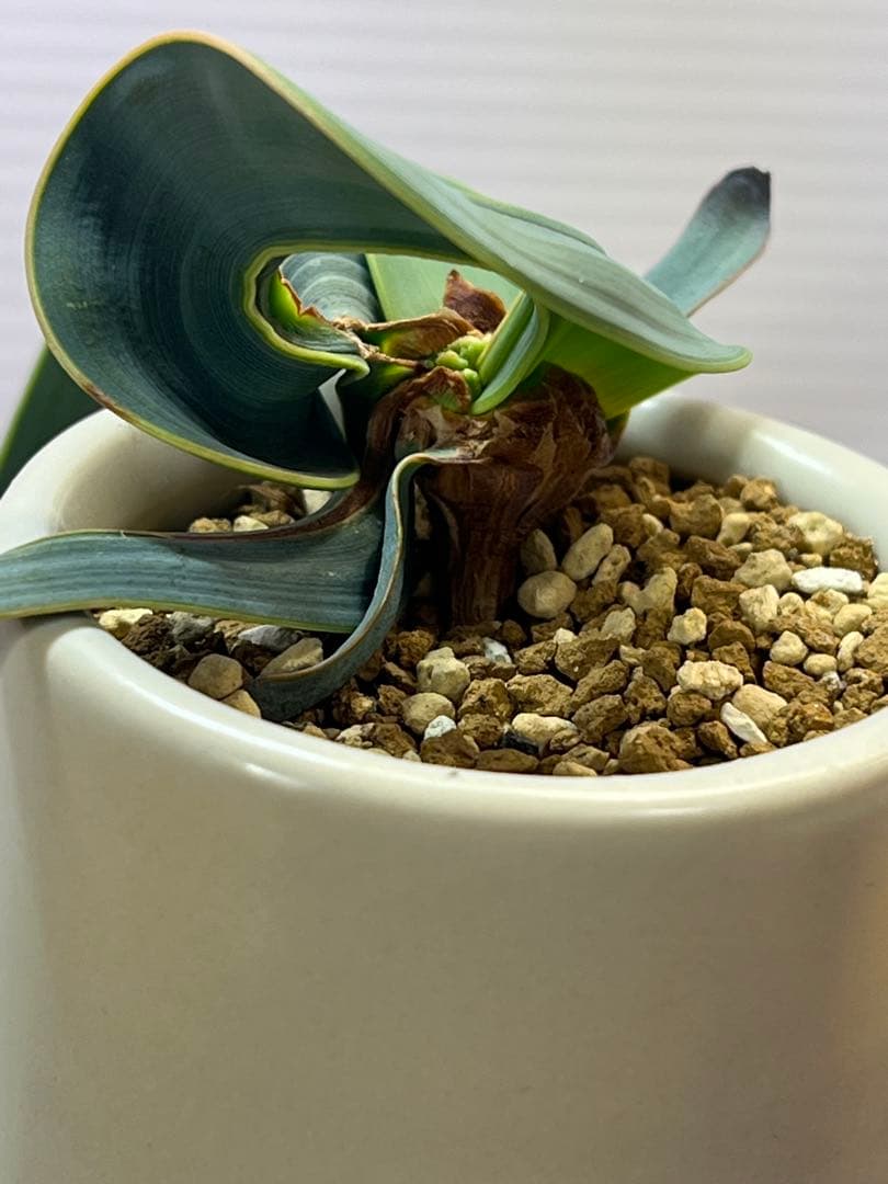 底穴付陶器鉢実生株　葉の形が奇想天外　welwitschia mirabilis