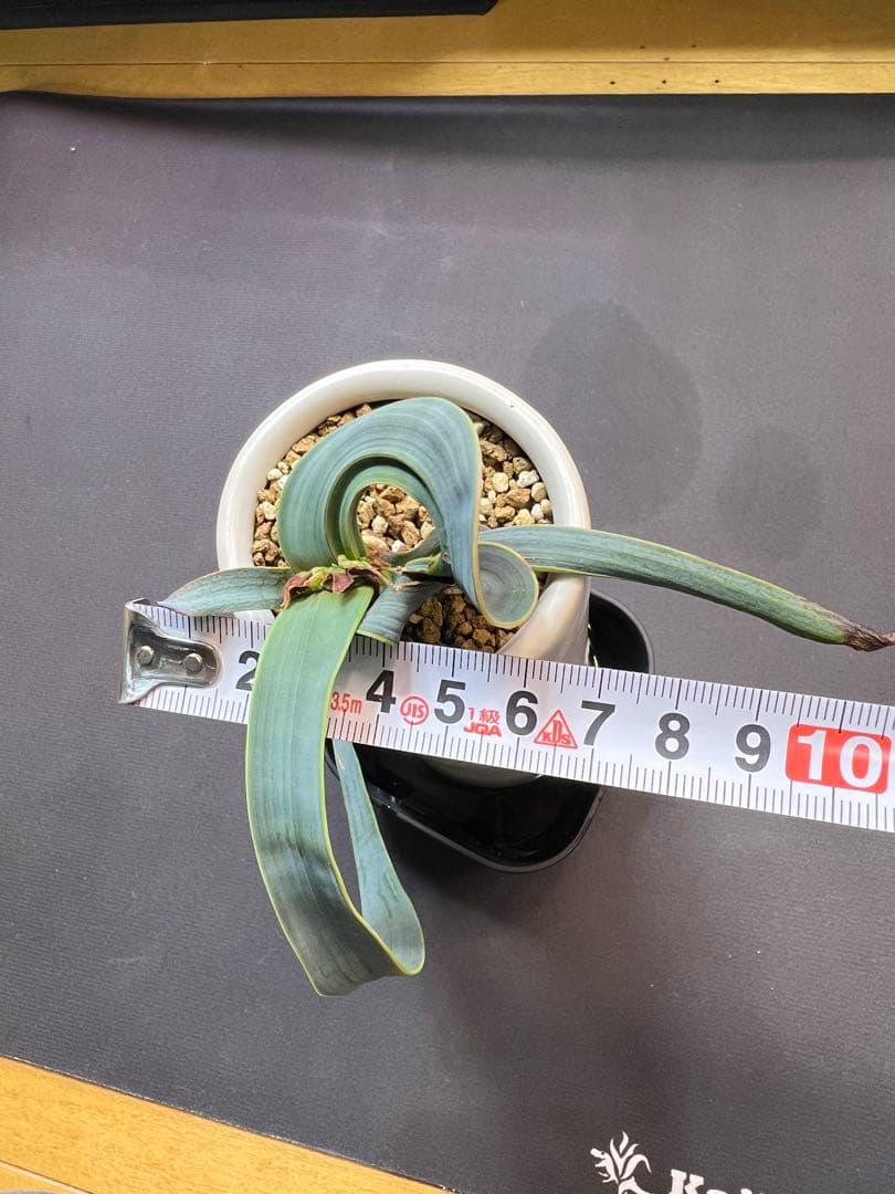底穴付陶器鉢実生株　葉の形が奇想天外　welwitschia mirabilis