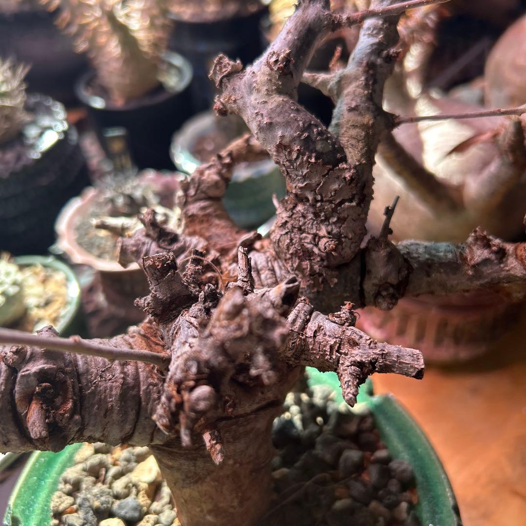 ボスべリア　ネグレクタ