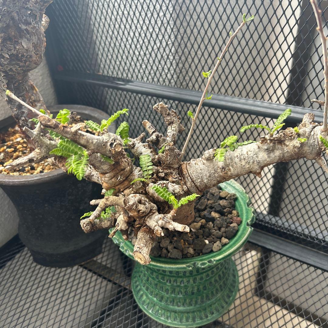 ボスべリア　ネグレクタ