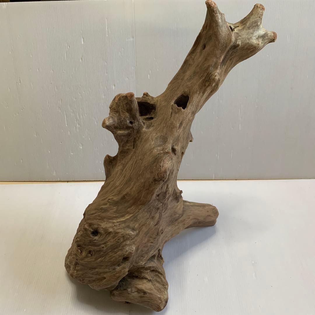 アク抜き済み流木　No.050 .039.031.239.393