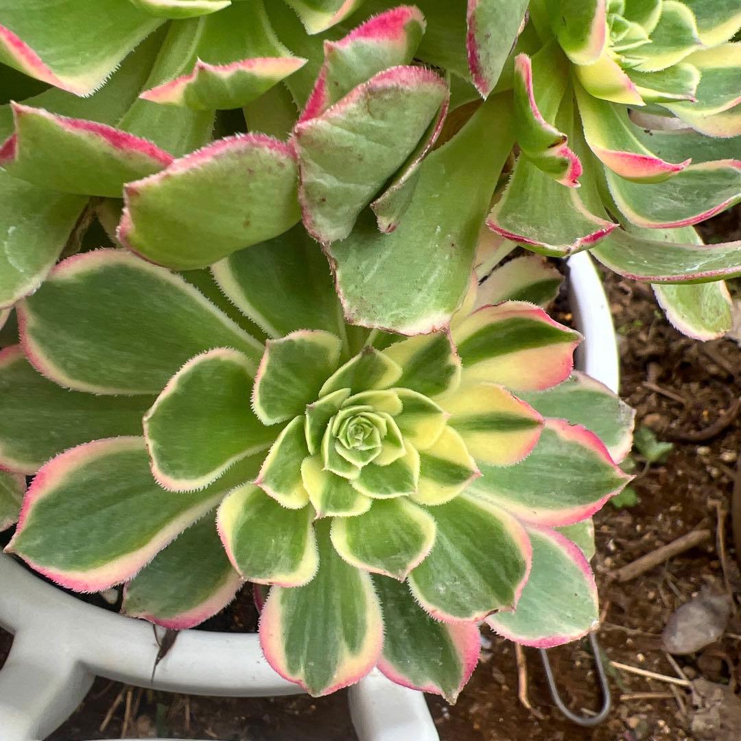 多肉植物。アエオニウム。海仙法師錦15頭