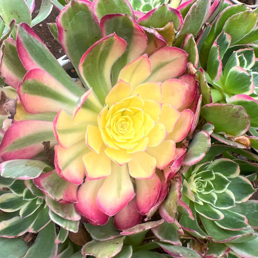 多肉植物。アエオニウム。海仙法師錦15頭