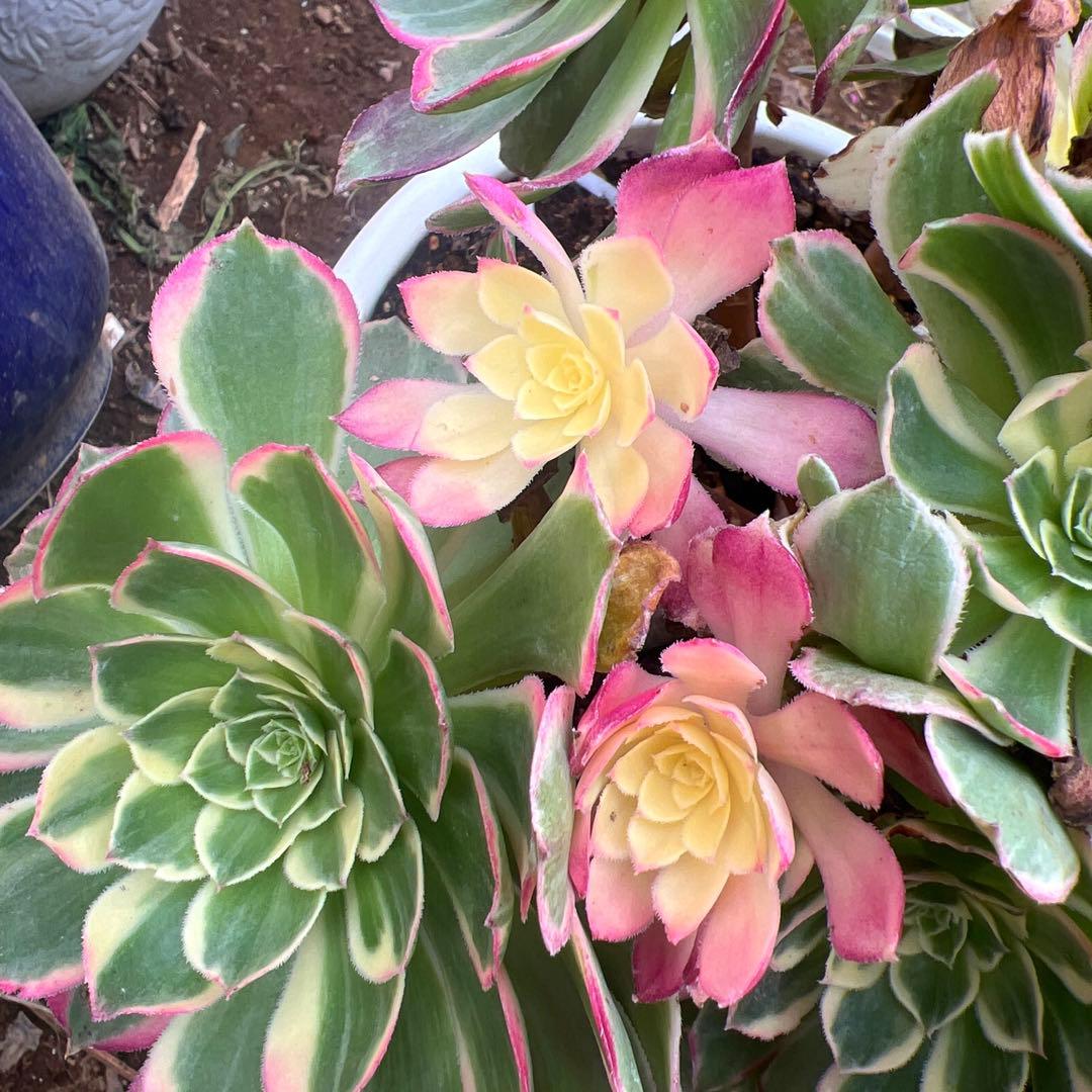 多肉植物。アエオニウム。海仙法師錦15頭