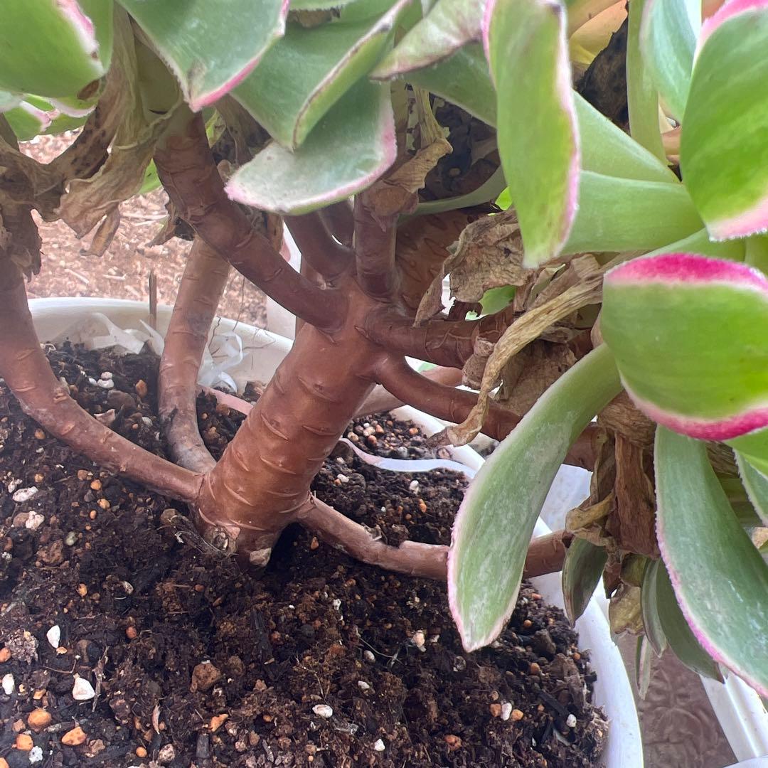 多肉植物。アエオニウム。海仙法師錦15頭