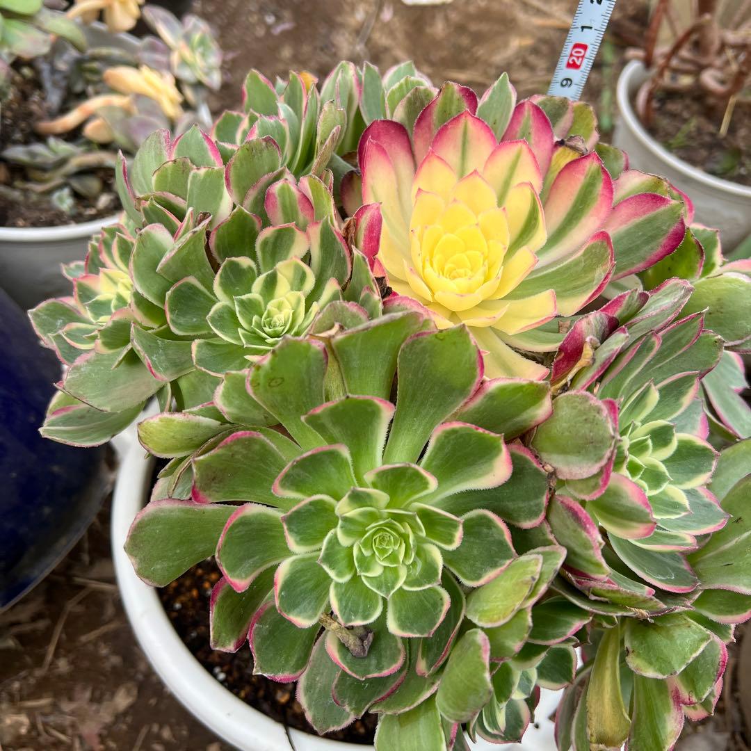 多肉植物。アエオニウム。海仙法師錦15頭
