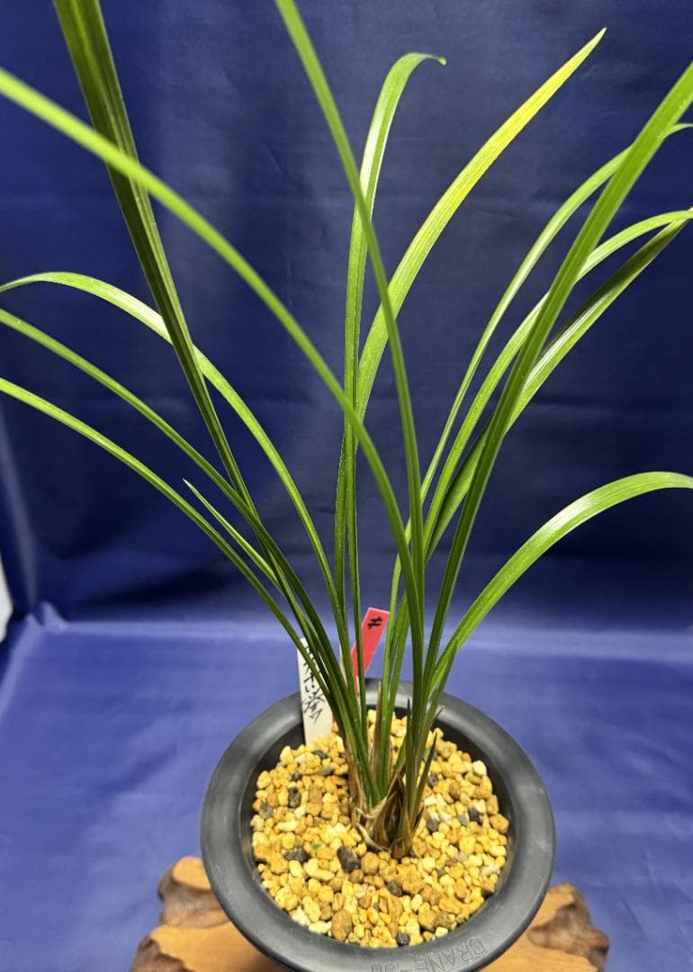 【寒蘭】四万十川の誉