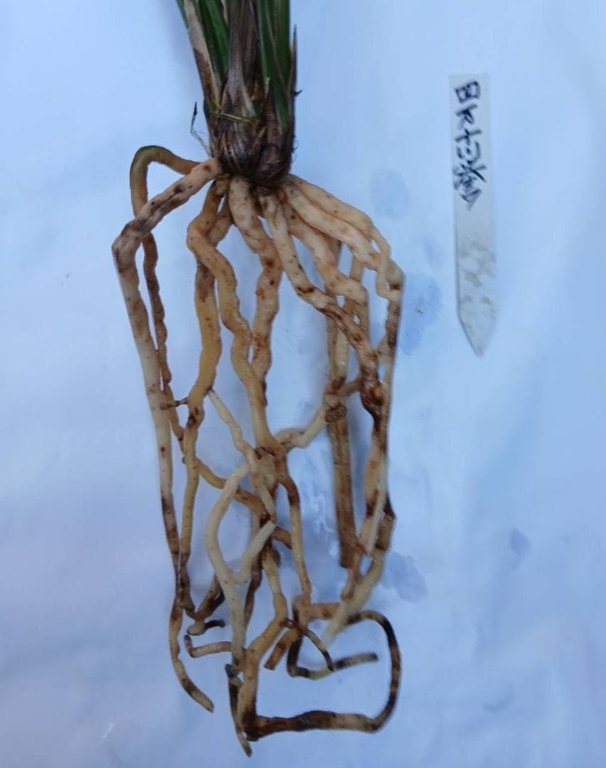 【寒蘭】四万十川の誉