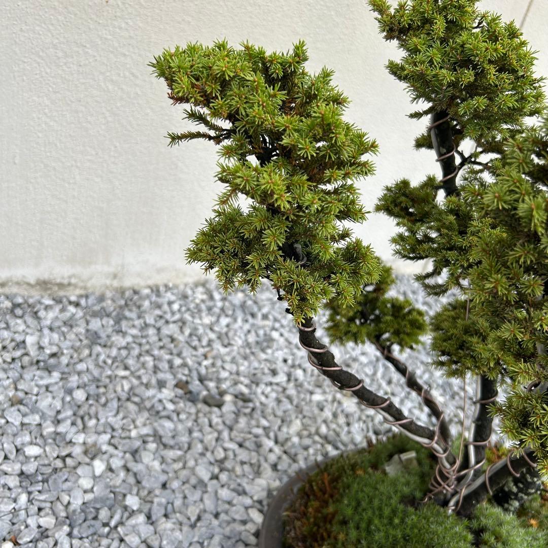 希少！5幹根連り　八房蝦夷松　中品盆栽　北海道産　エゾ松
