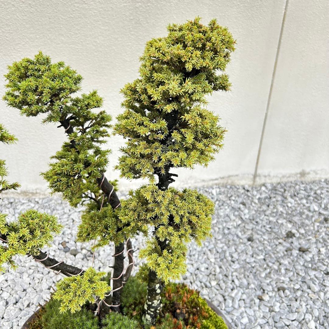 希少！5幹根連り　八房蝦夷松　中品盆栽　北海道産　エゾ松