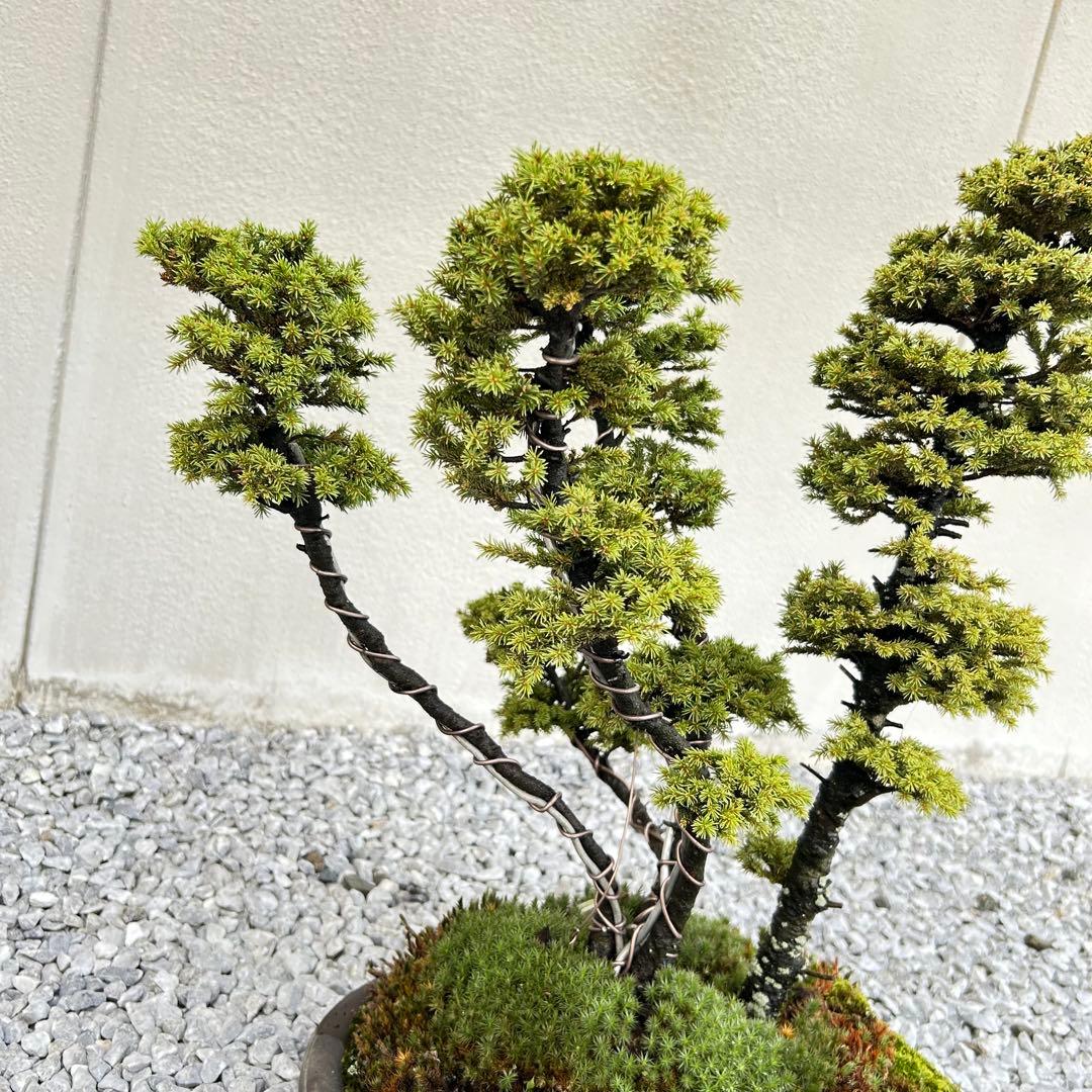希少！5幹根連り　八房蝦夷松　中品盆栽　北海道産　エゾ松