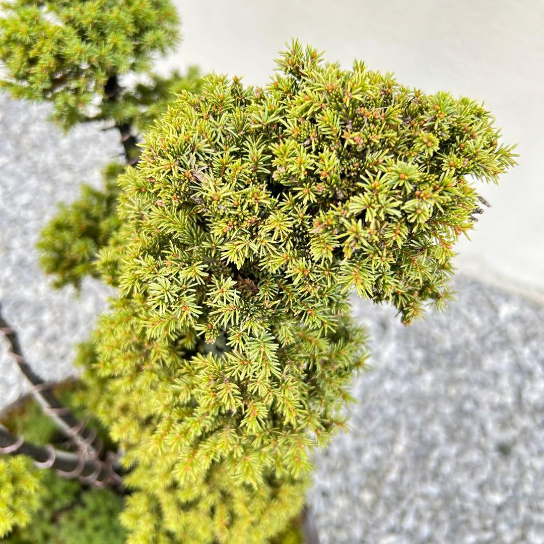 希少！5幹根連り　八房蝦夷松　中品盆栽　北海道産　エゾ松