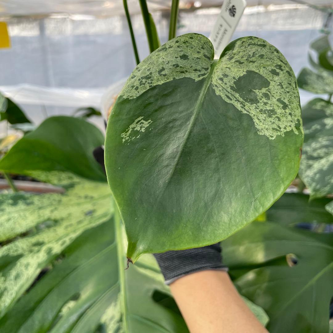 V10モンステラ　デリシオーサ　ベトシオーサ　セレクトエディション斑入り