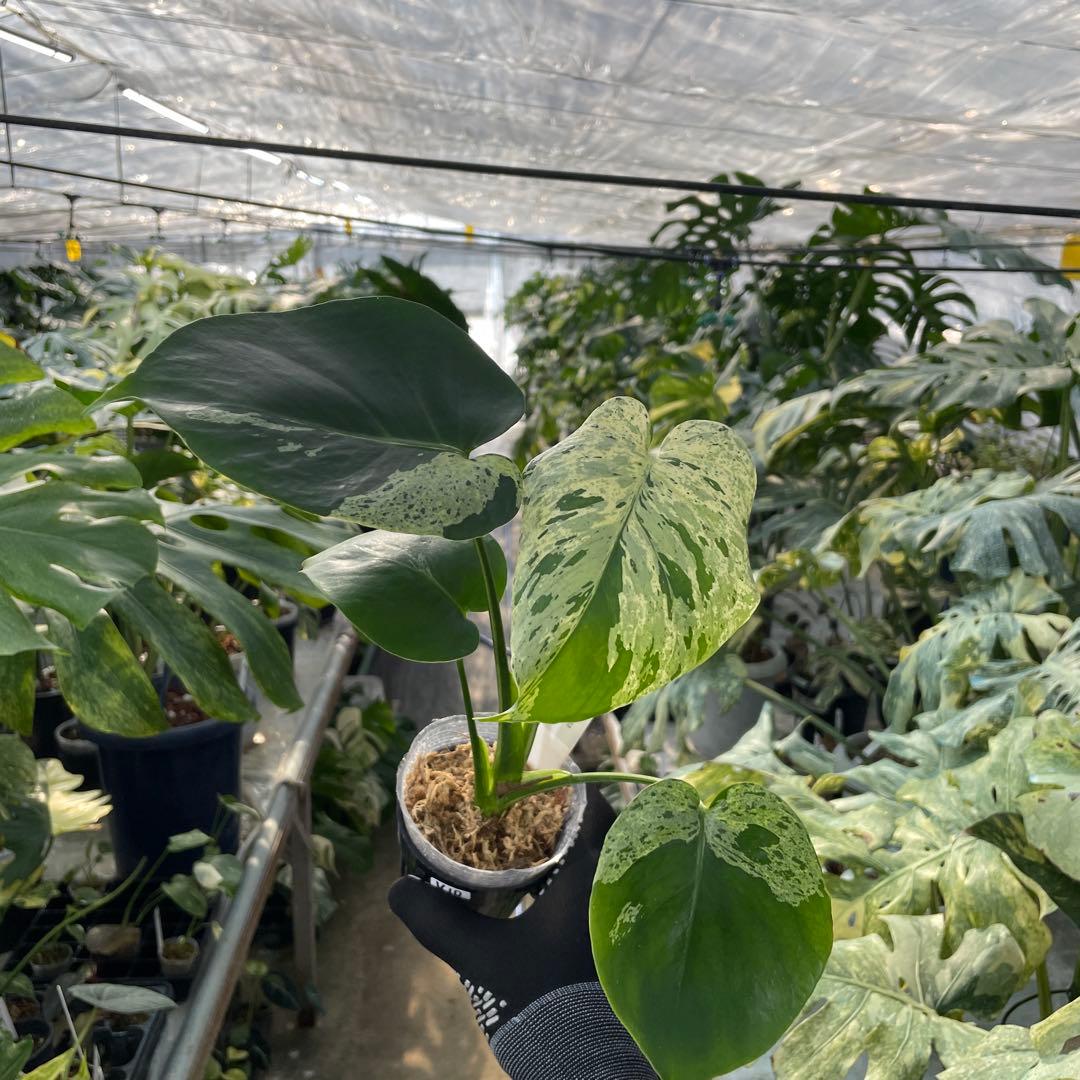 V10モンステラ　デリシオーサ　ベトシオーサ　セレクトエディション斑入り