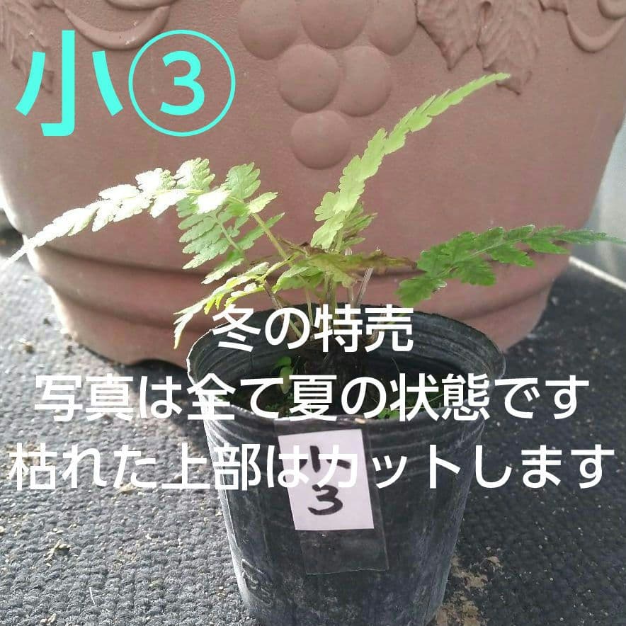 ワケアリ 小③ 品種不明シダ