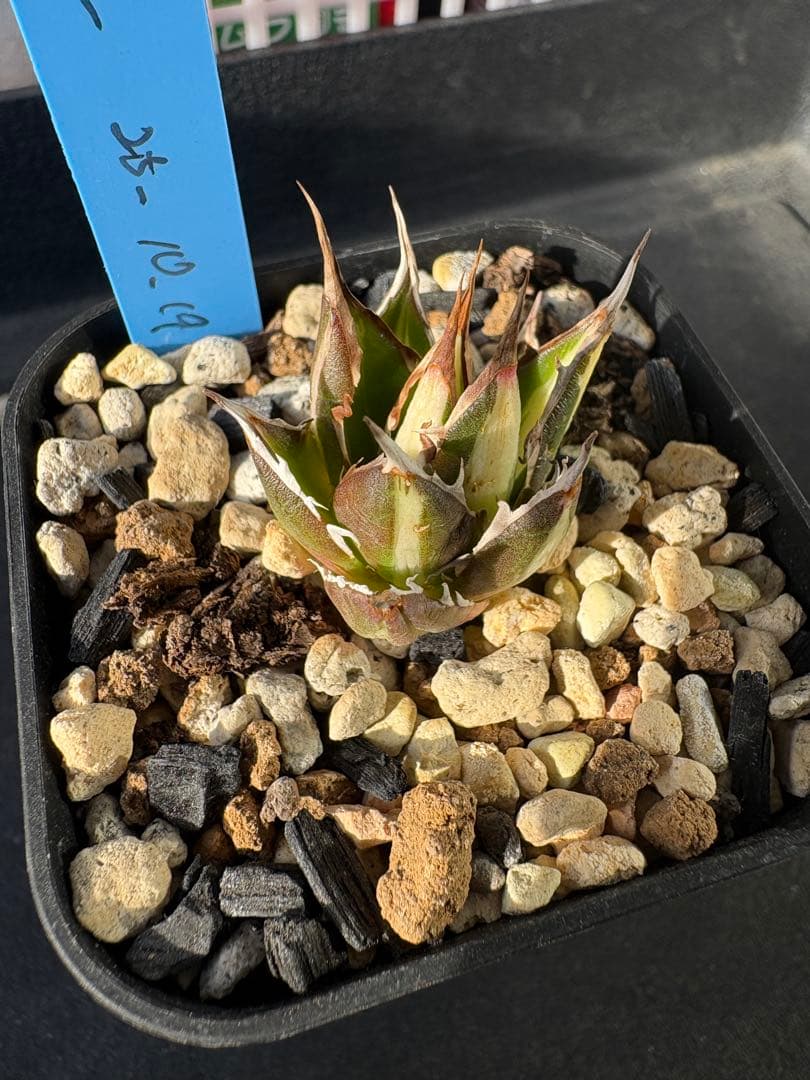 ★SALE★ アガベ　ホリダ　白中斑