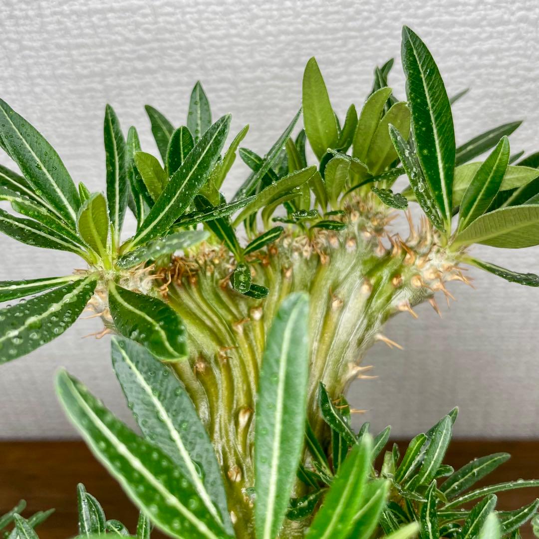 【発根済/綴化まみれ株/陶器鉢込】 綴化 パキポディウム グラキリス