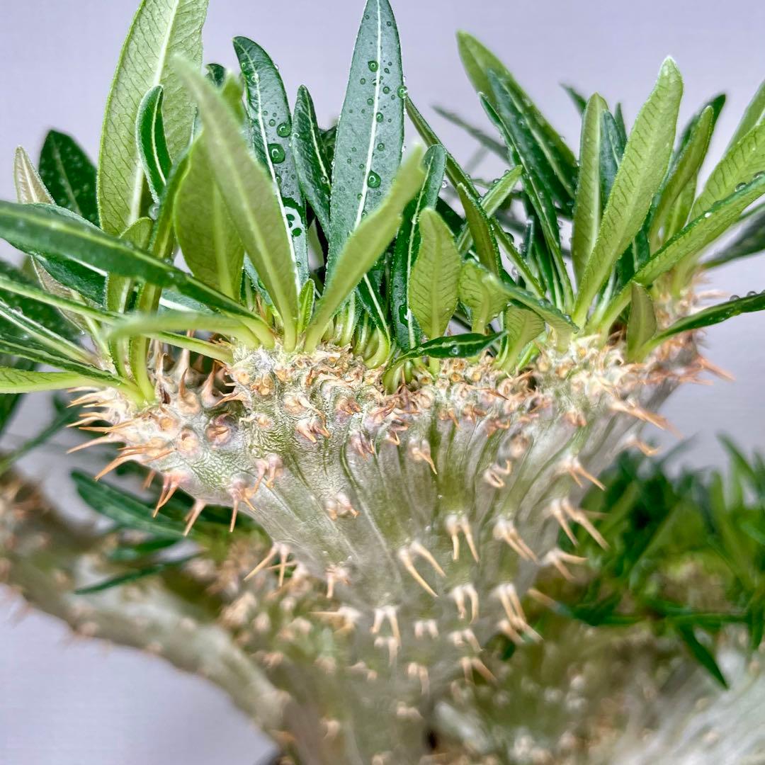 【発根済/綴化まみれ株/陶器鉢込】 綴化 パキポディウム グラキリス