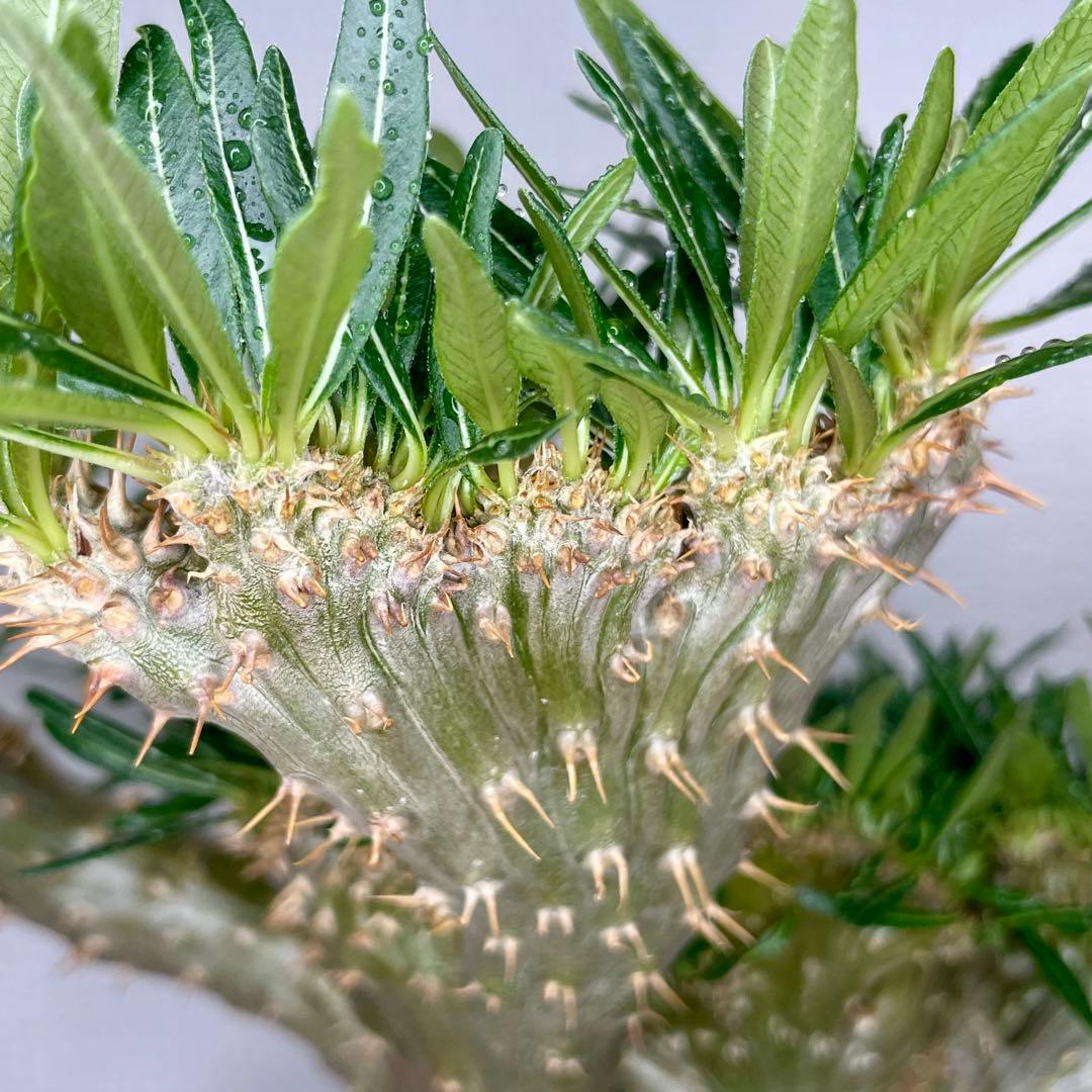 【発根済/綴化まみれ株/陶器鉢込】 綴化 パキポディウム グラキリス