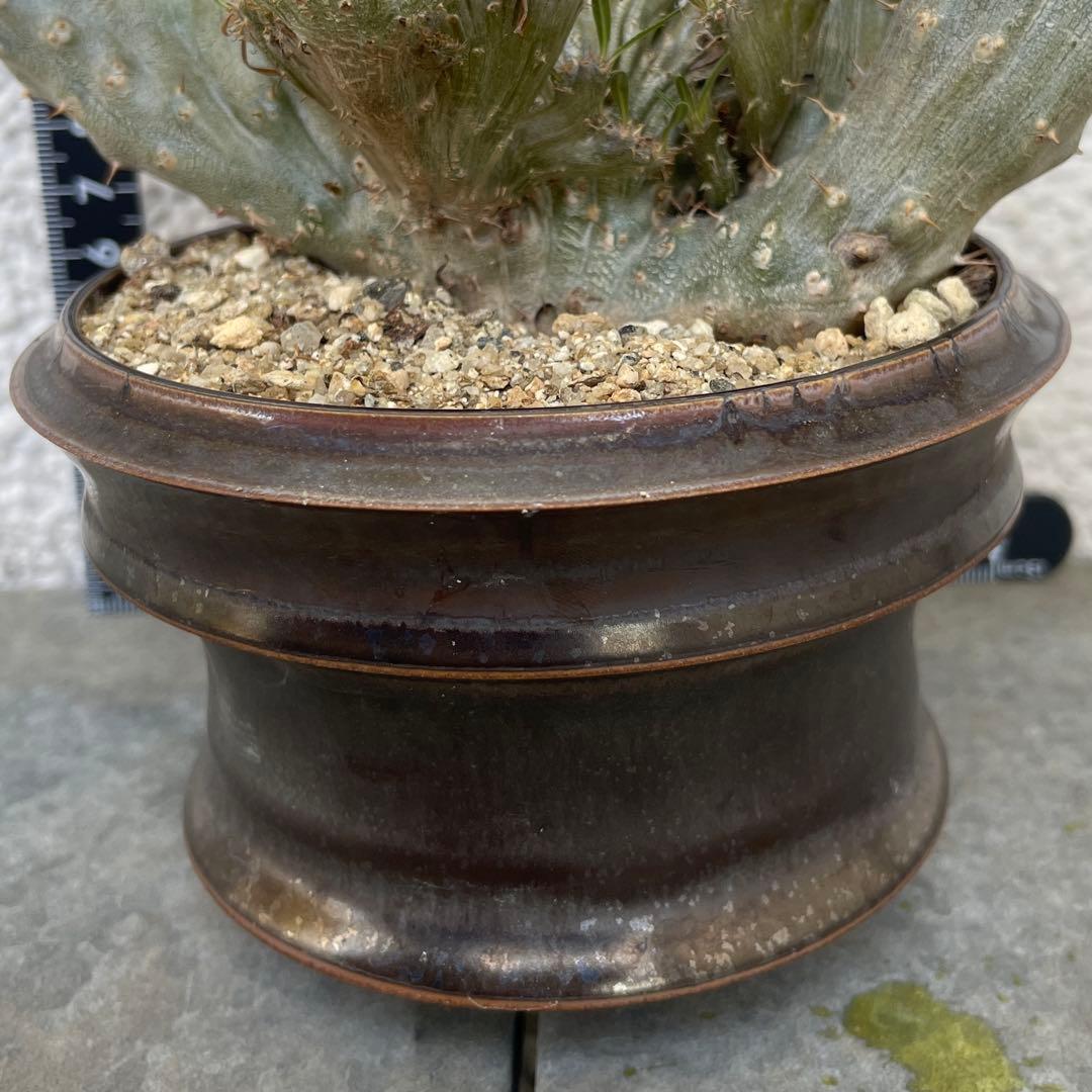 【発根済/綴化まみれ株/陶器鉢込】 綴化 パキポディウム グラキリス