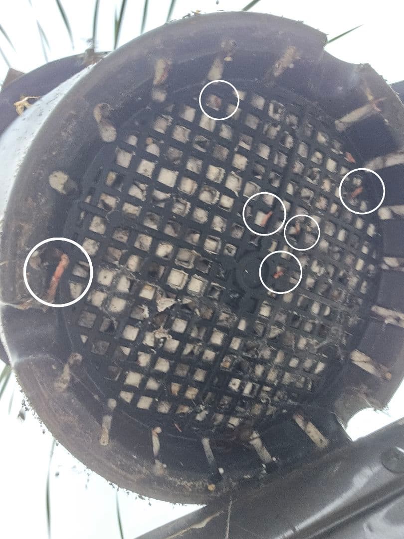 ユッカロストラータブルーサンダー１１　発根済み株