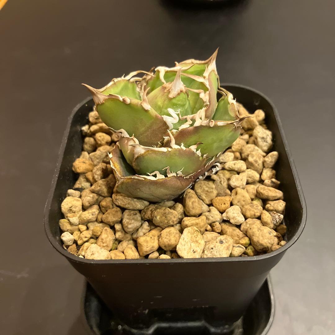 アガベ　COK 追星　子株