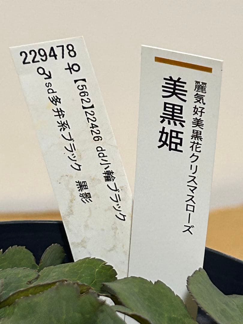 し*ら様 黒影交配　認定美黒姫　小輪ブラック　クリスマスローズ