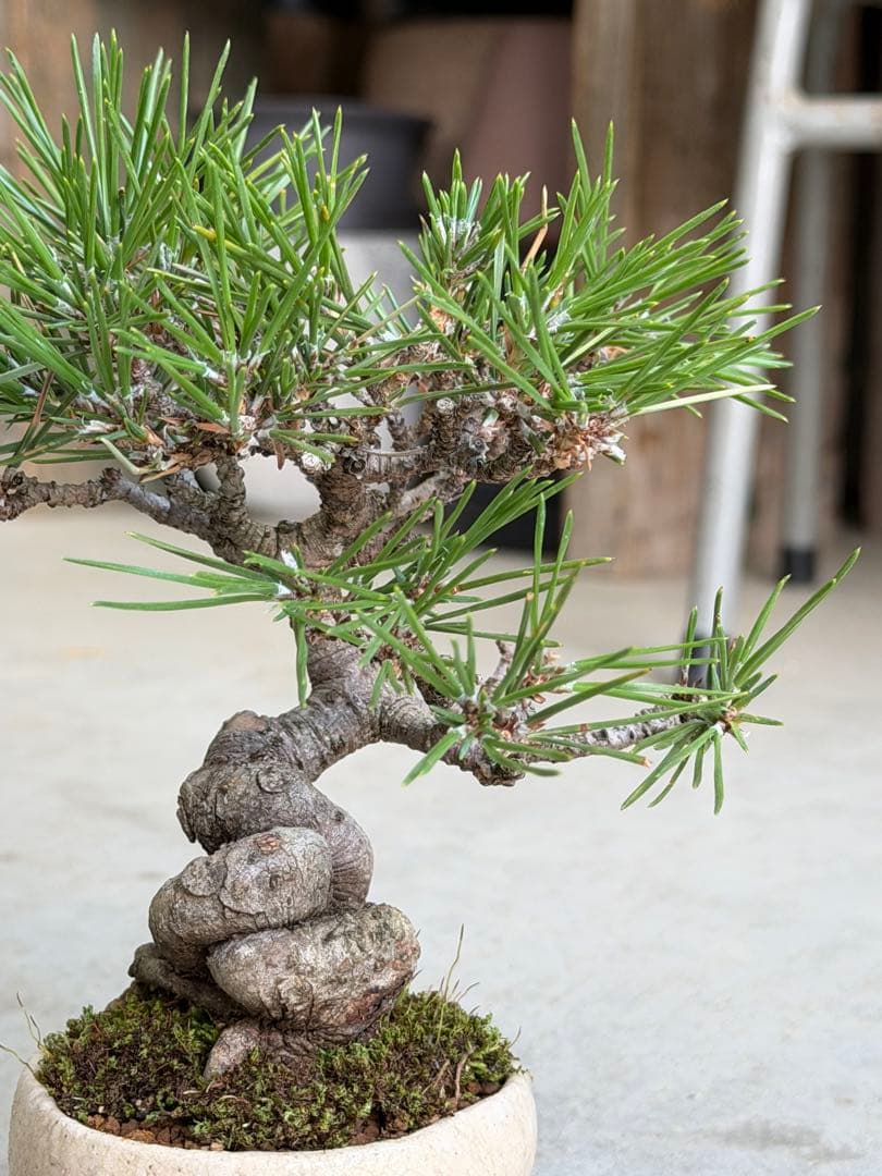 【樹齢20年】黒松