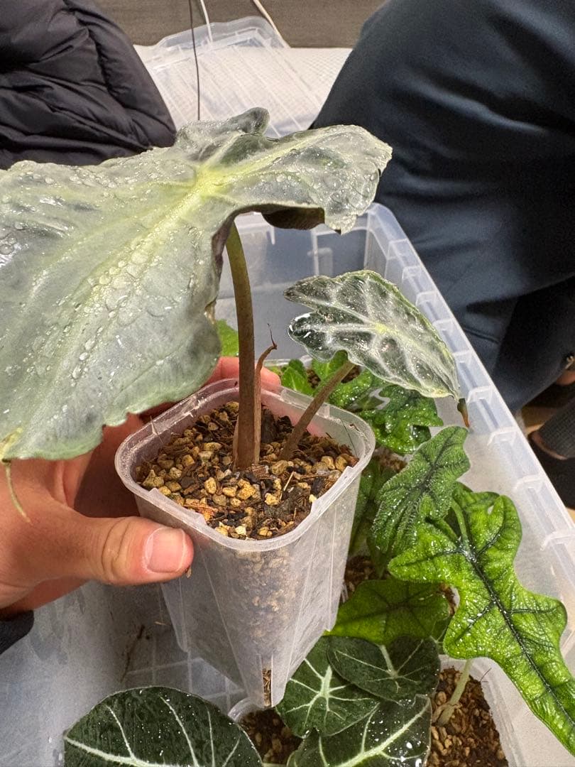 アロカシア　ヴェノムの株