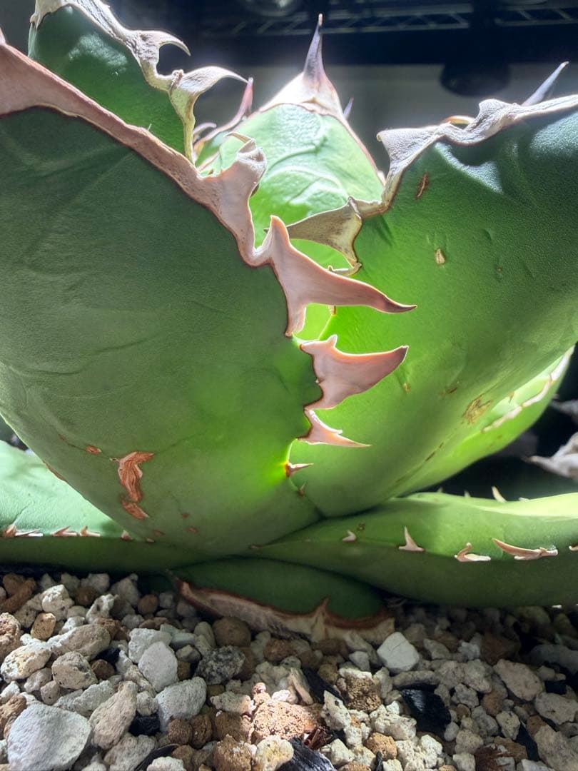 アガベ オアハカ　オテロイ　oaxaca oteroi