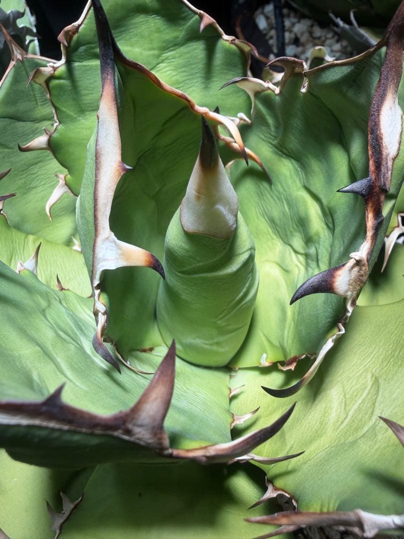 アガベ オアハカ　オテロイ　oaxaca oteroi