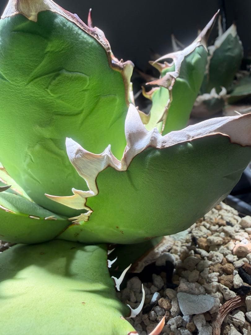 アガベ オアハカ　オテロイ　oaxaca oteroi