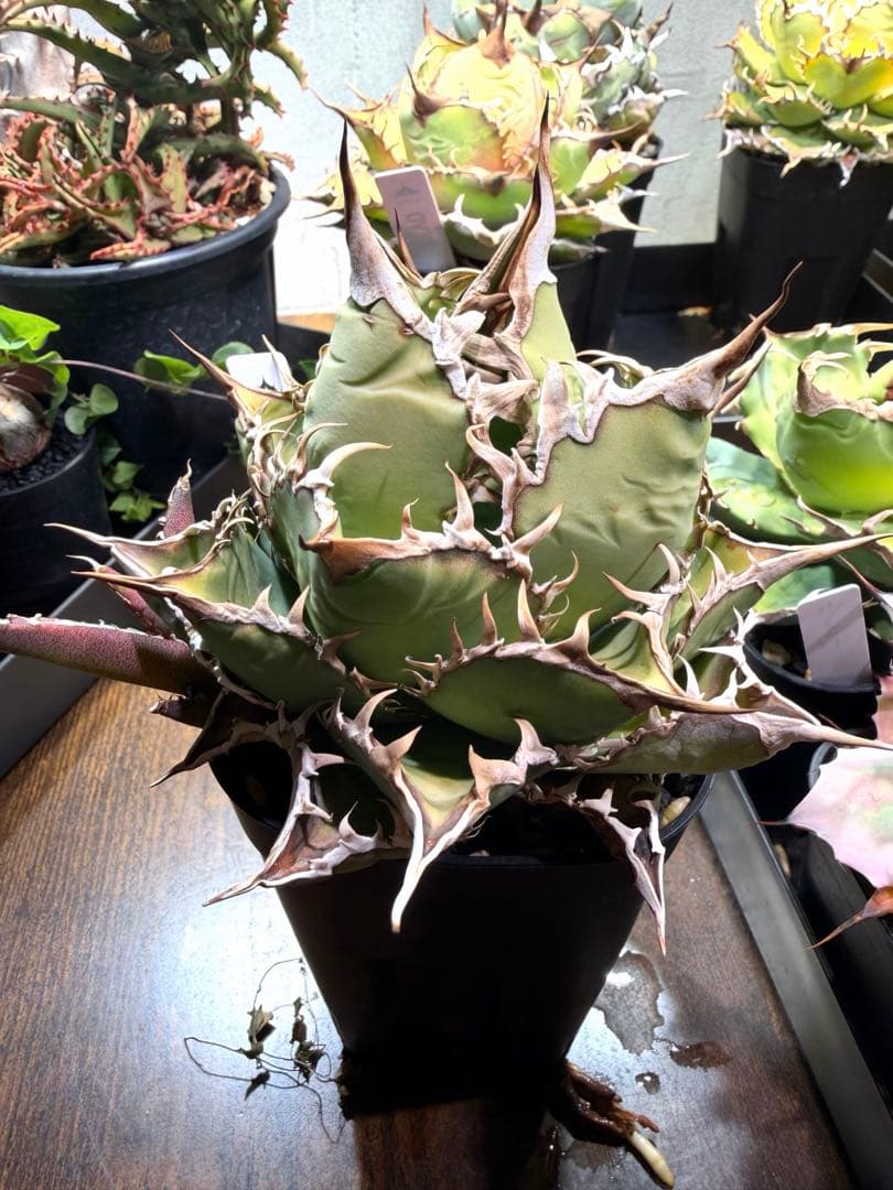 アガベ チタノタ オアハカ 子株2つ