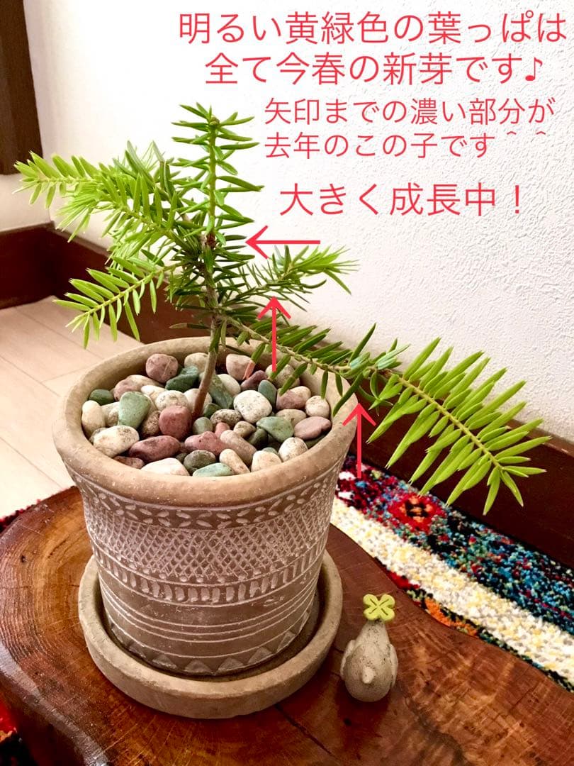 完売　　幸運のお守り＊縁起木【天然野生の森の柊さん/ひいらぎ】インドの鉢植え/大