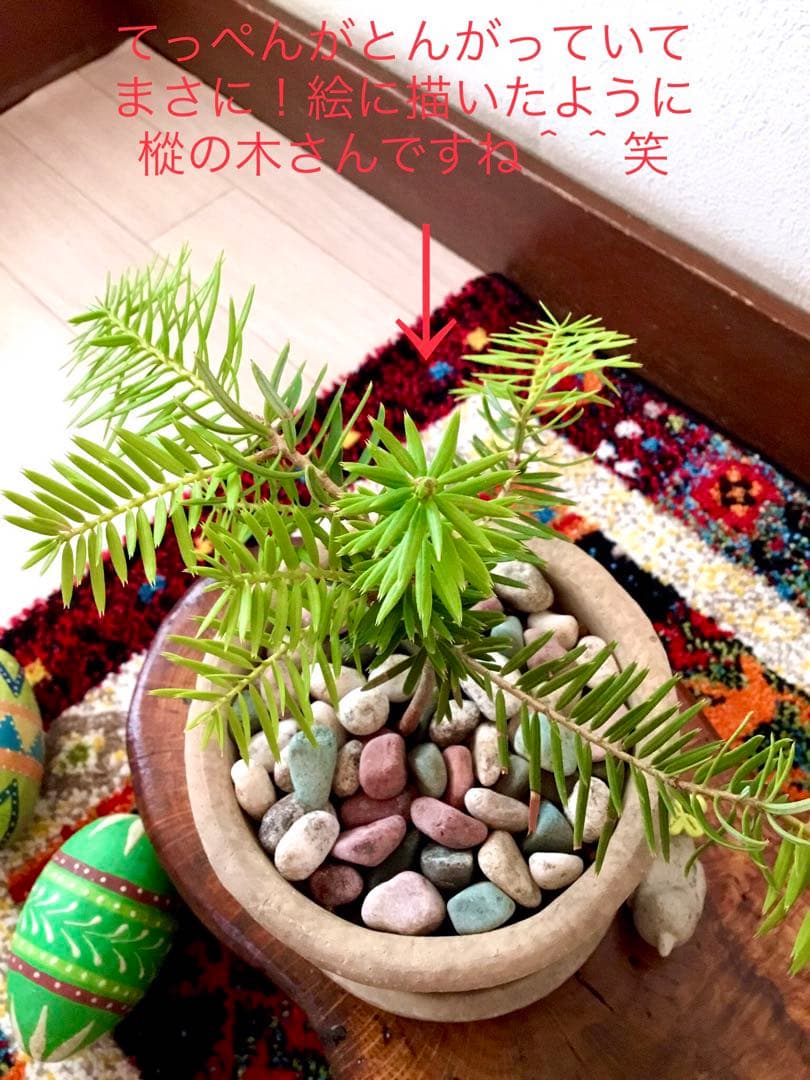 完売　　幸運のお守り＊縁起木【天然野生の森の柊さん/ひいらぎ】インドの鉢植え/大