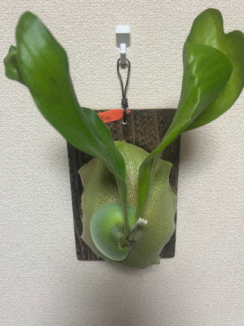 Platycerium hillii cv.Dragon 良形美株 板付