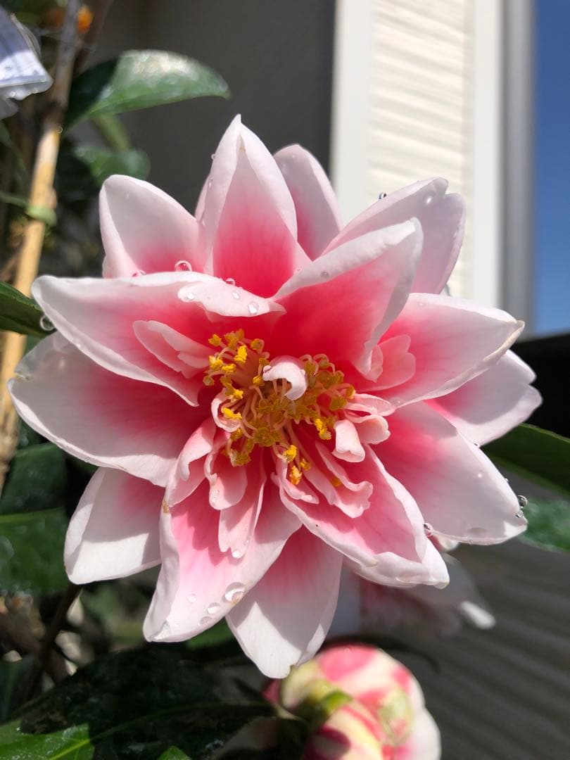 【花芽なし】有頂天　椿　鉢底約60cm