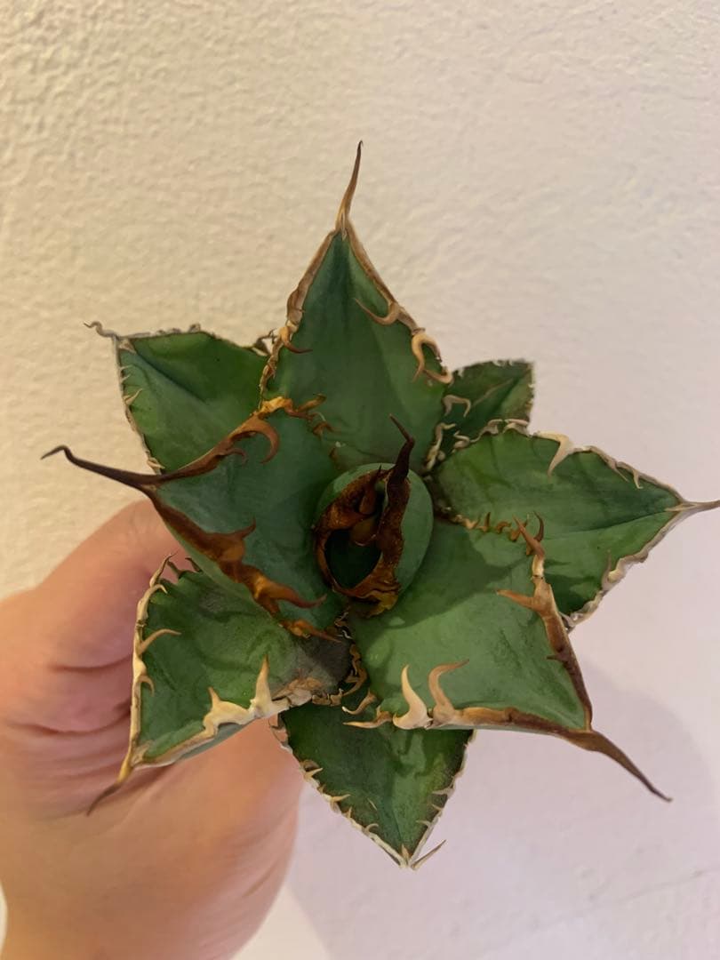 【goodtaniku】Gt実生＋2x(おまけ実生2点付き)