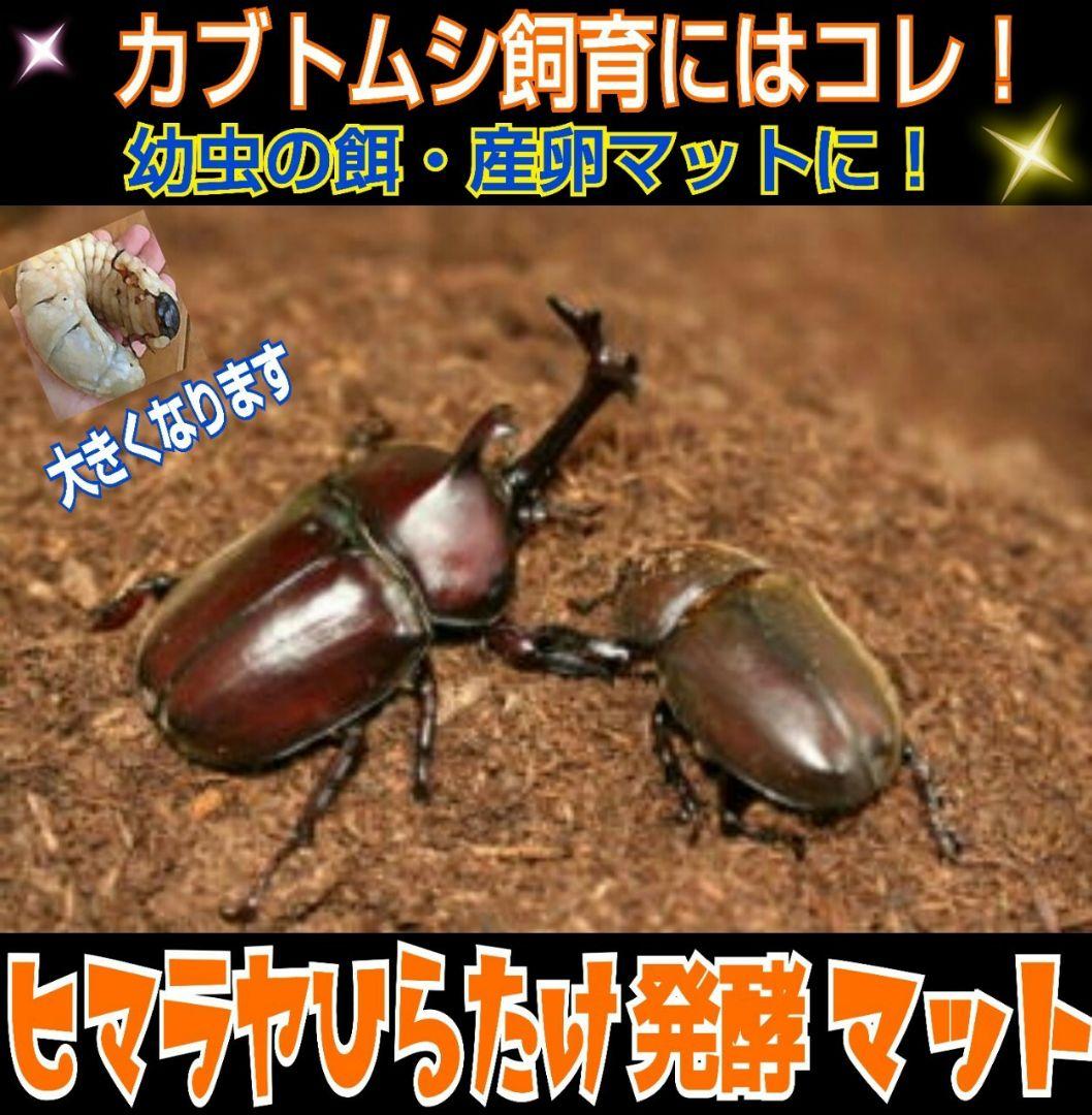 幼虫が丸々太ります！80リットル☆ヒマラヤひらたけ発酵カブトムシマット栄養価抜群