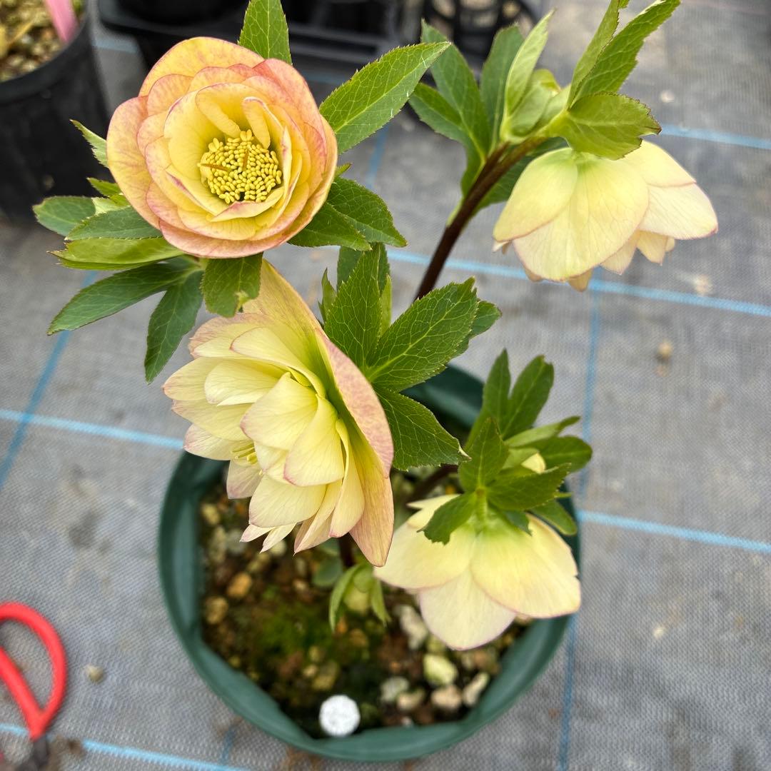 クリスマスローズ　６寸　イエロー　かすり