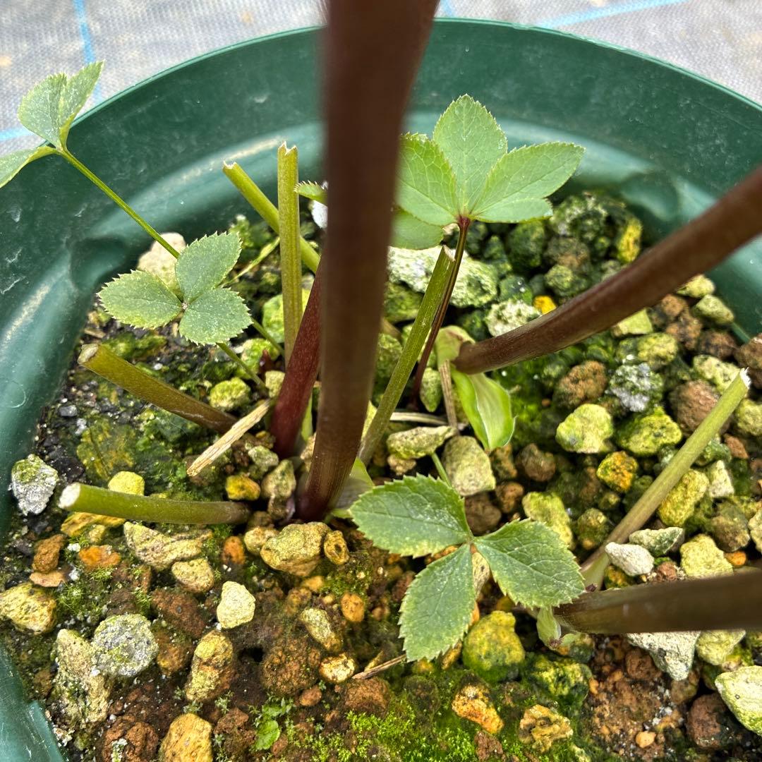 クリスマスローズ　６寸　イエロー　かすり