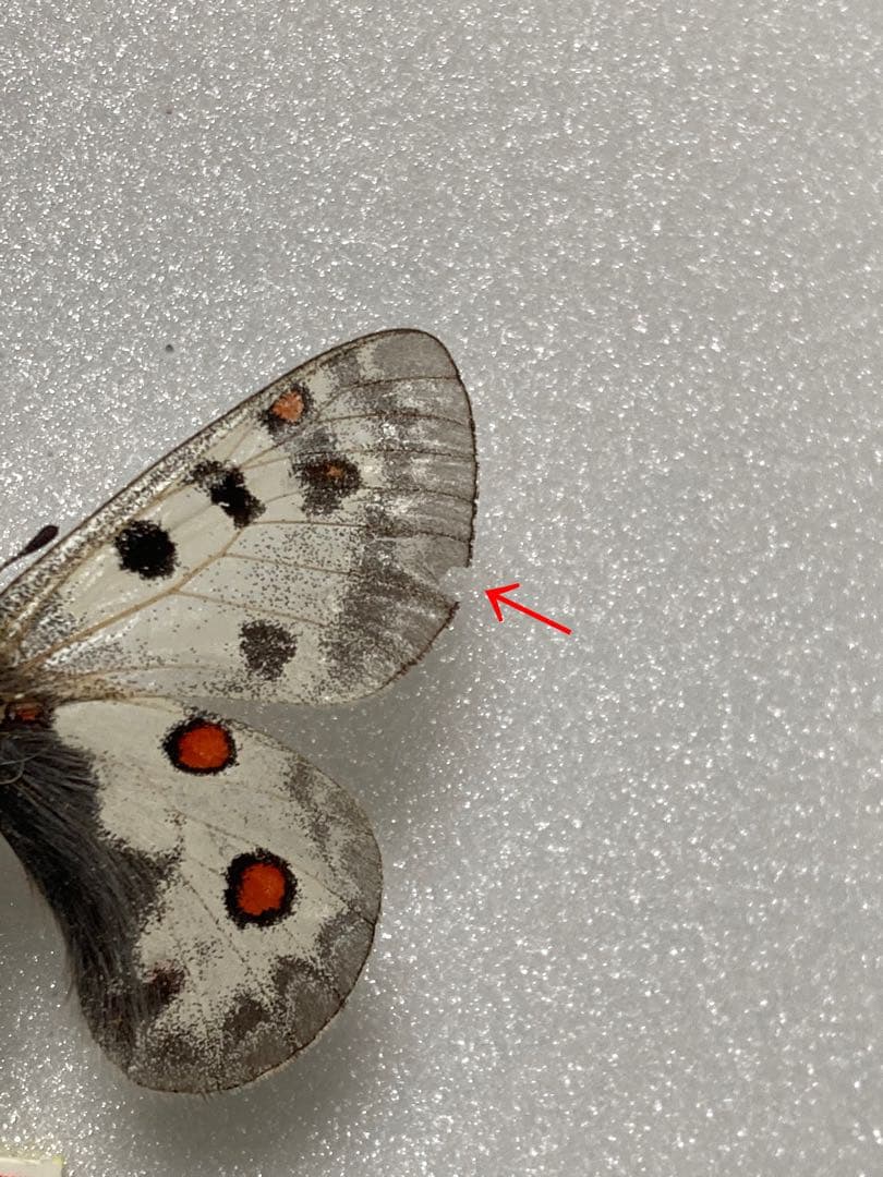 P.phoebus（1メス、アラスカ産）