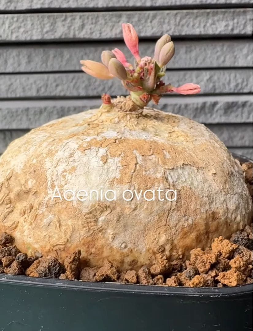 2.アデニア・オバタ 輸入直後ベアルート株　Adenia Ovata