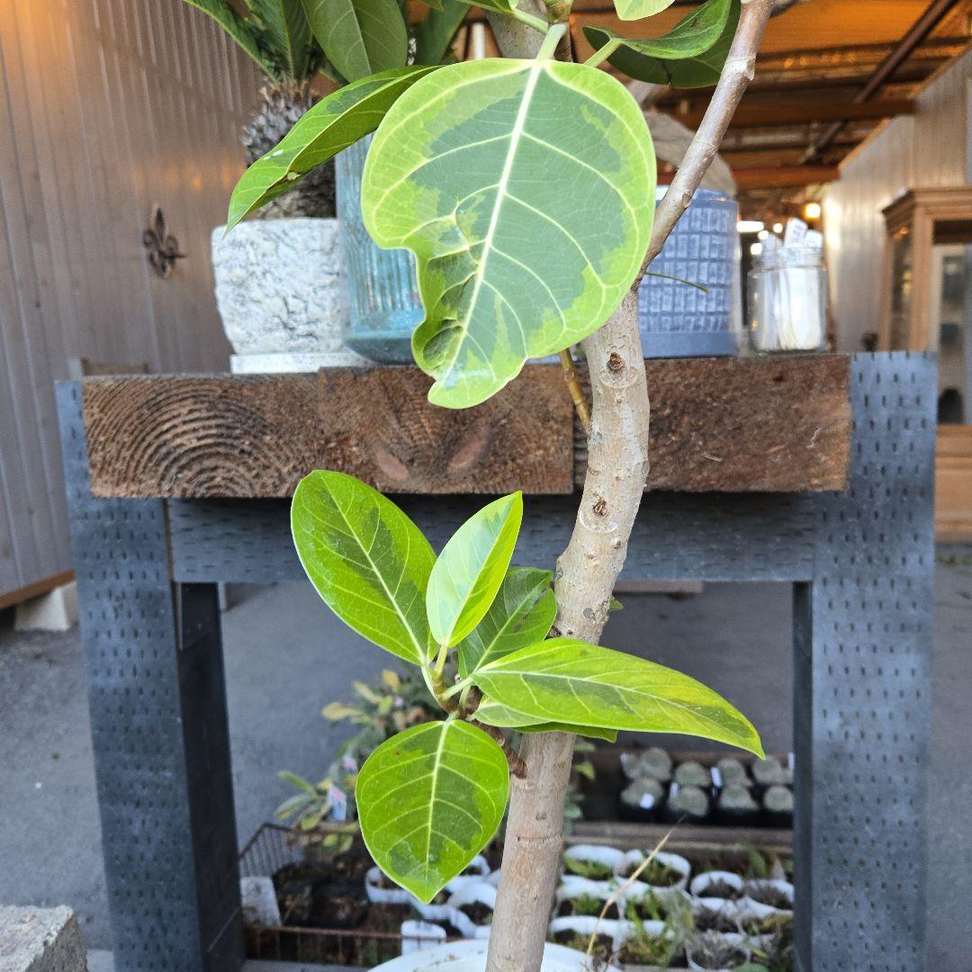⑥　フィカス　アルテシマ　曲がり仕立て８号　特大苗木最高等級極上品‼️
