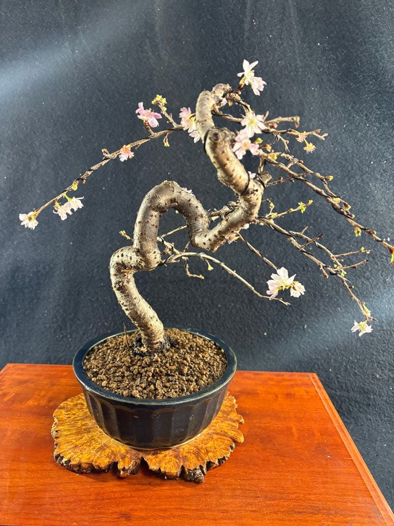 貴風盆栽、十月桜、斜幹模様木 やや傷や汚れあり