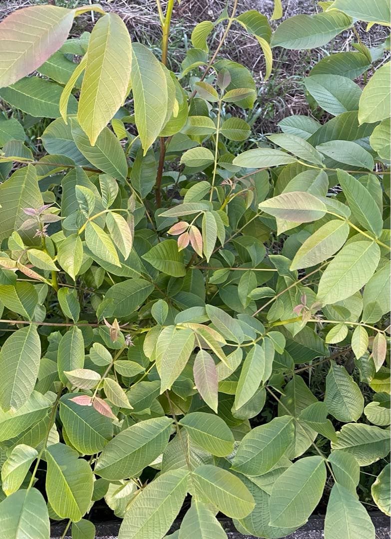 信濃クルミ　10苗