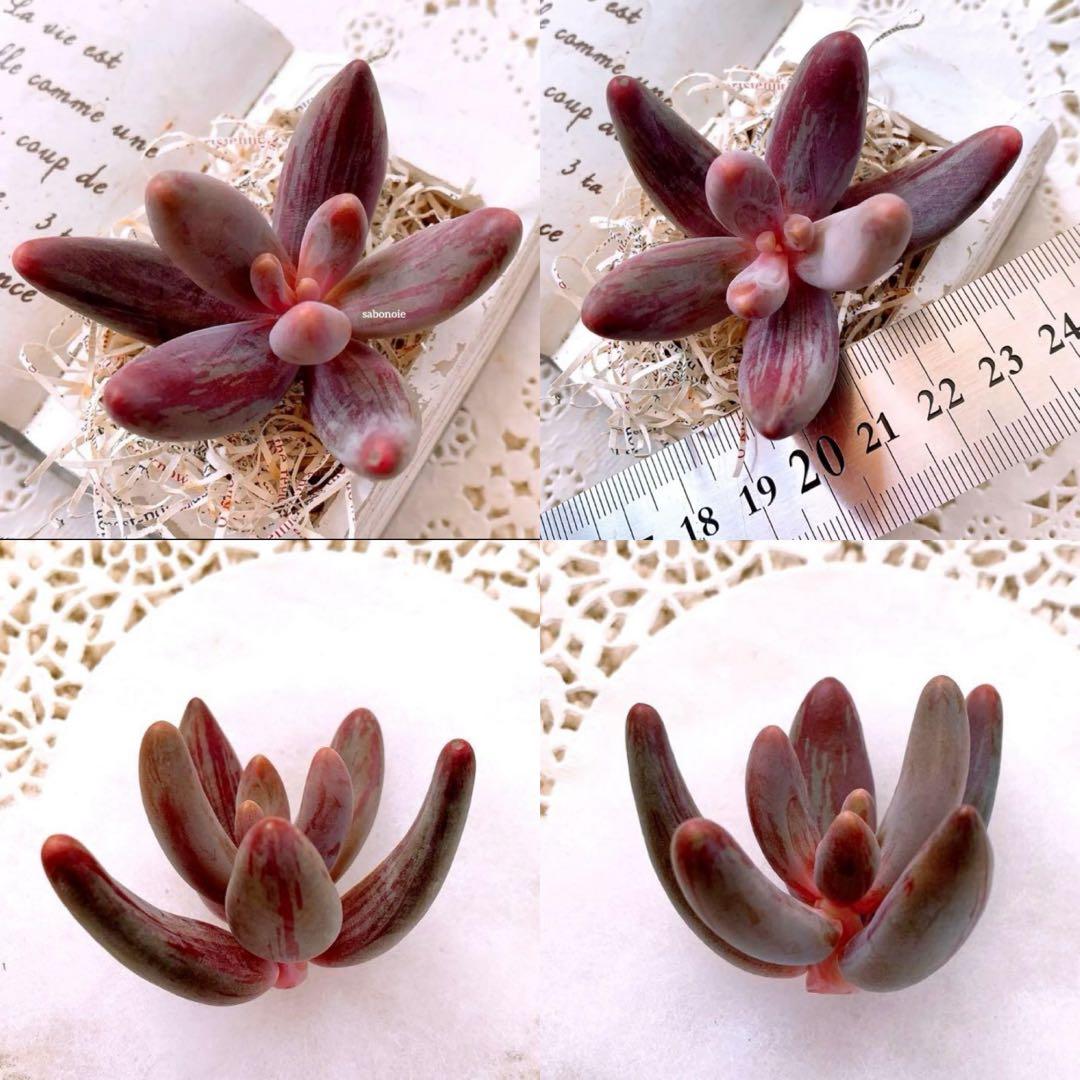 ☆loscente様☆専用です