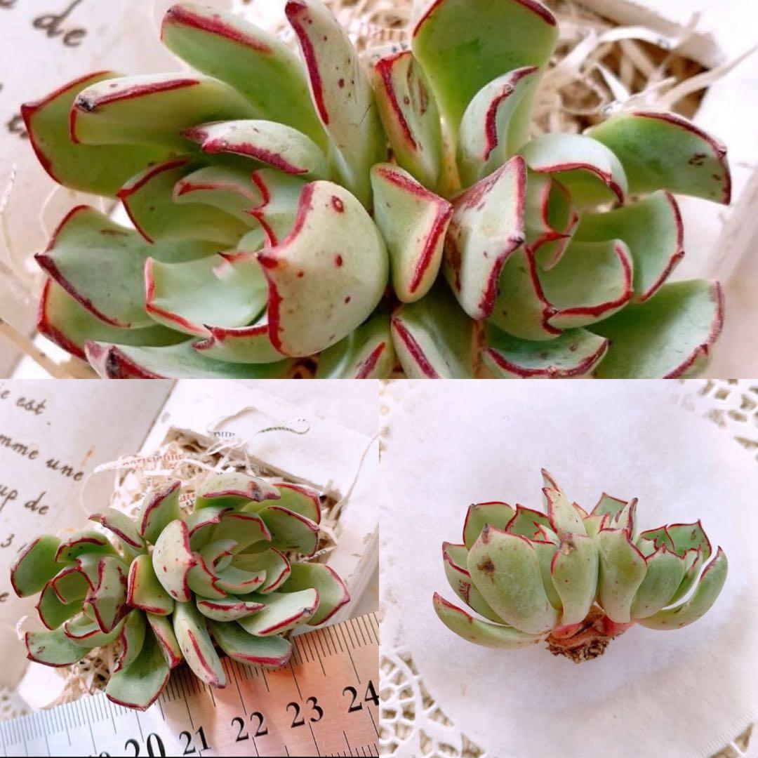 ☆loscente様☆専用です