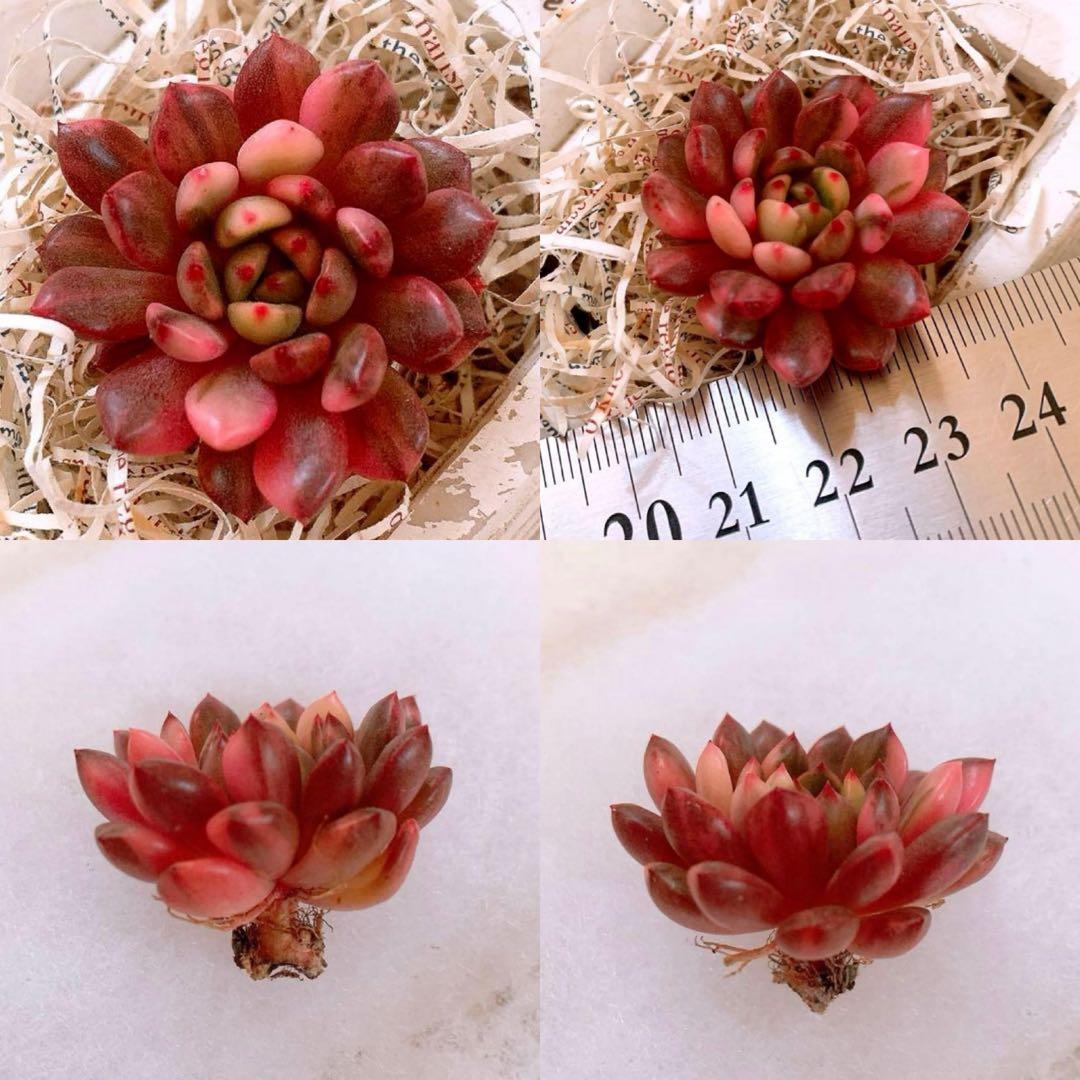 ☆loscente様☆専用です